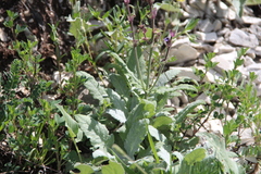 Salvia canescens