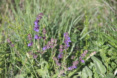Salvia canescens