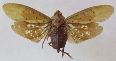 Copidocephala viridiguttata