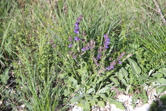 Salvia canescens