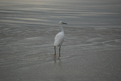 Egretta thula