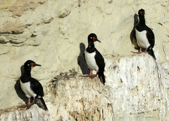 Leucocarbo magellanicus