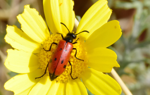 Mylabris schreibersi · iNaturalist