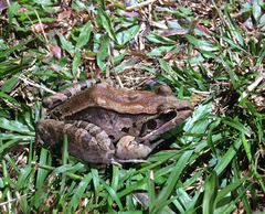 Leptodactylus guianensis