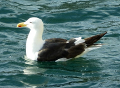 Larus dominicanus