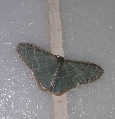 Lophophleps triangularis