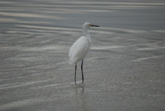 Egretta thula