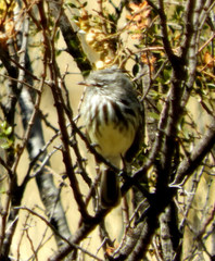 Anairetes flavirostris