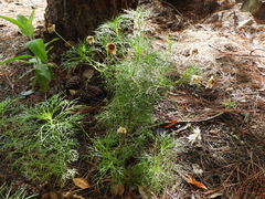 Argyranthemum foeniculaceum image