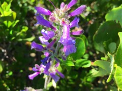 Penstemon anguineus