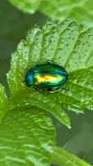 Chrysolina fastuosa