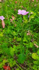 Linum viscosum