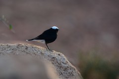 Oenanthe leucopyga aegra