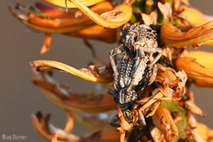 Brachycerus tauriculus