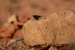 Oenanthe leucopyga aegra