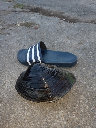 škľabka ázijská (Sinanodonta woodiana)
