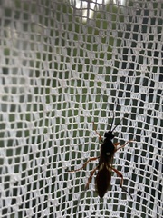 Diphyus quadripunctorius