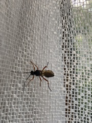 Diphyus quadripunctorius