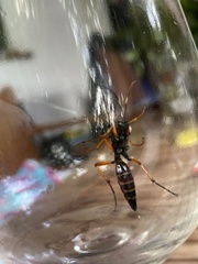 Diphyus quadripunctorius