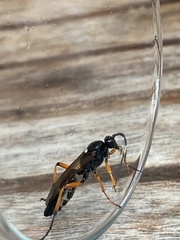 Diphyus quadripunctorius