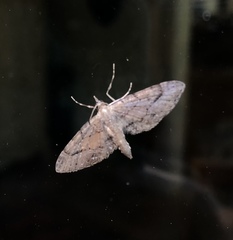 Eupithecia unicolor