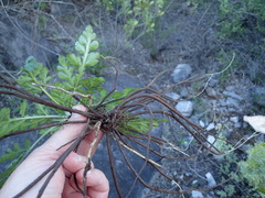 Lichtensteinia interrupta