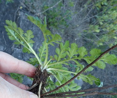 Lichtensteinia interrupta