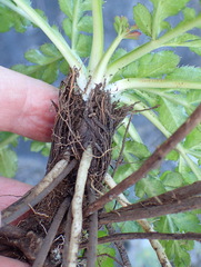Lichtensteinia interrupta