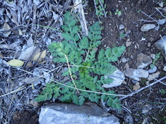 Lichtensteinia interrupta
