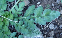 Lichtensteinia interrupta
