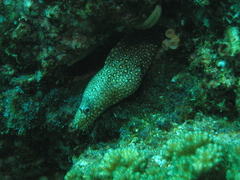 Muraena lentiginosa