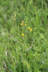 Crepis caucasigena