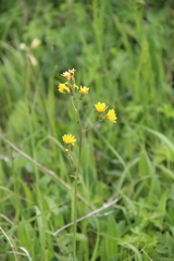 Crepis caucasigena