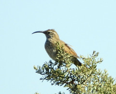 Upucerthia dumetaria