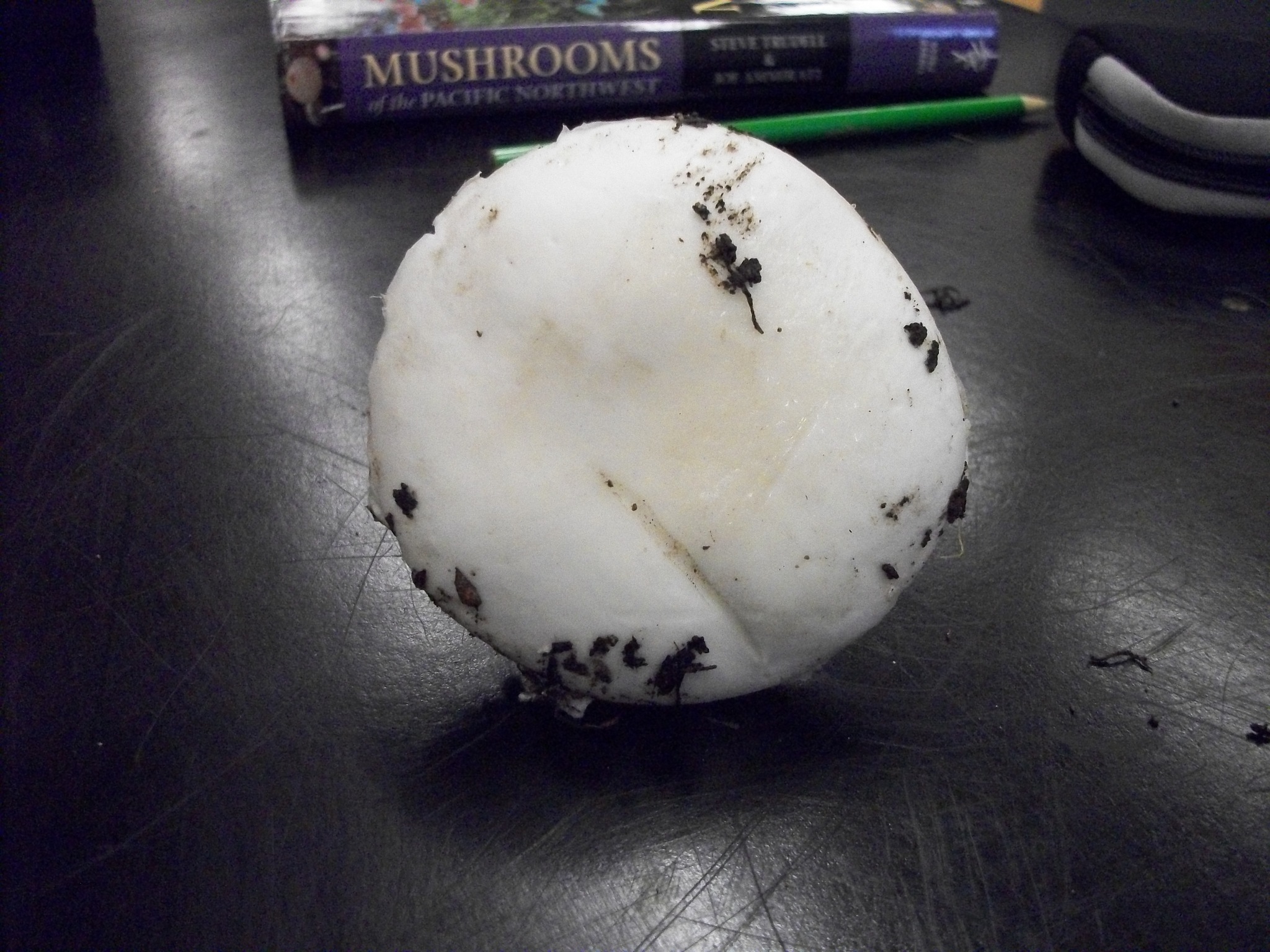 Amanita silvicola image