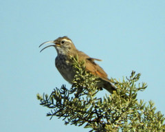 Upucerthia dumetaria