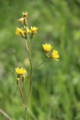 Crepis caucasigena