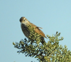 Upucerthia dumetaria