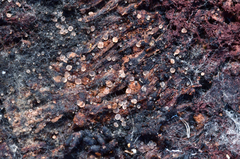 Orbiliales