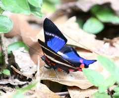 Rhetus periander naevianus