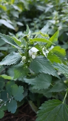 Lamium album