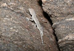 Ptyodactylus dhofarensis