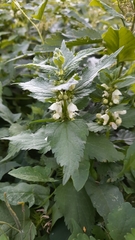 Lamium album