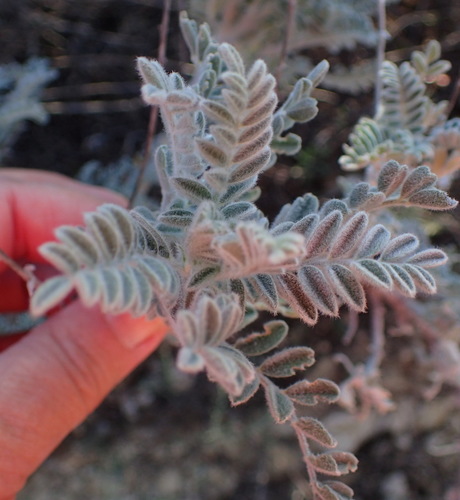 Image of Lessertia lanata by (c) Nicola van Berkel, some rights reserved (CC BY-SA)
