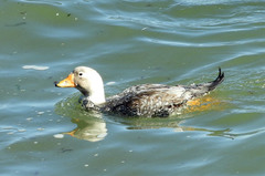 Tachyeres leucocephalus