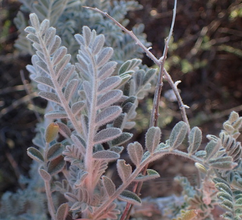 Kango Bubblepod (Lessertia lanata)