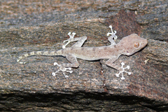 Ptyodactylus dhofarensis