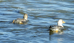 Tachyeres leucocephalus