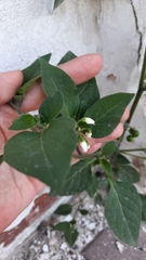 Solanum nigrum