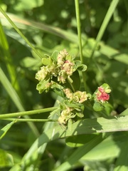 Aculops euphorbicolus